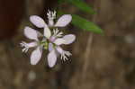 Racemed milkwort